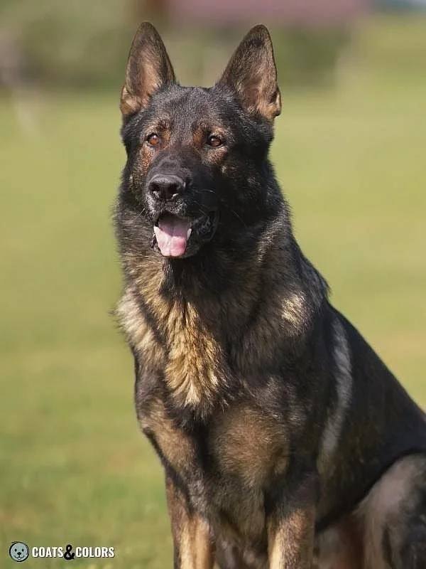 Melanistic Mask Black Mask Agouti GSD