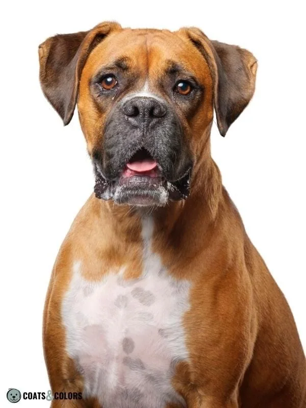 Melanistic Mask Black Mask Boxer Dog