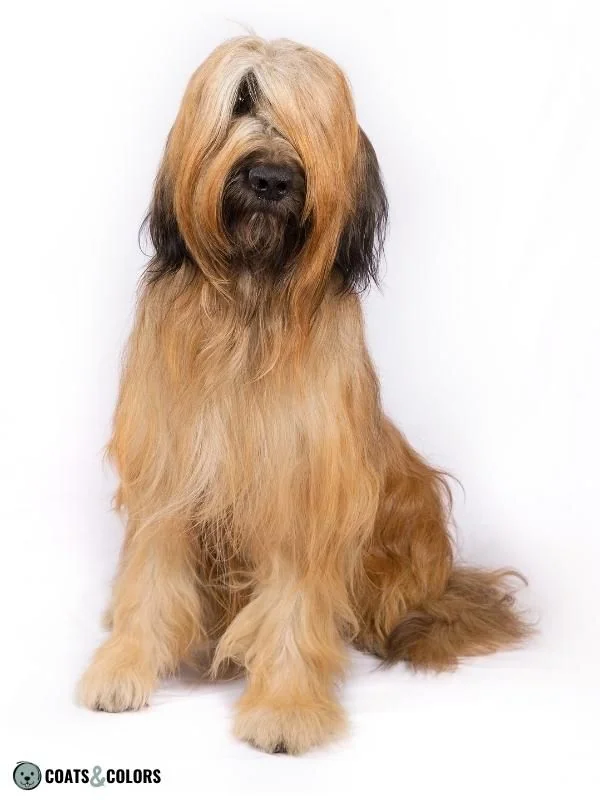 Melanistic Mask Black Mask Briard