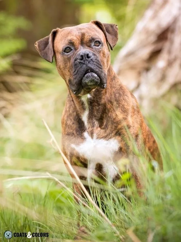 Melanistic Mask Black Mask Brindle