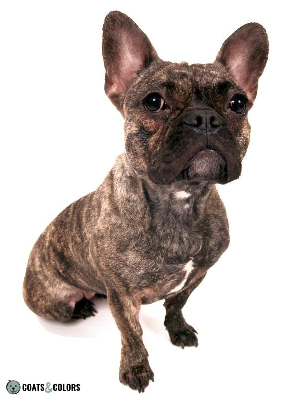 Melanistic Mask Black Mask Brindle French Bulldog