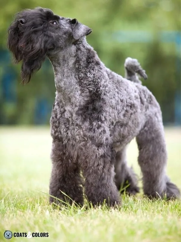 Melanistic Mask Black Mask Kerry Blue Terrier
