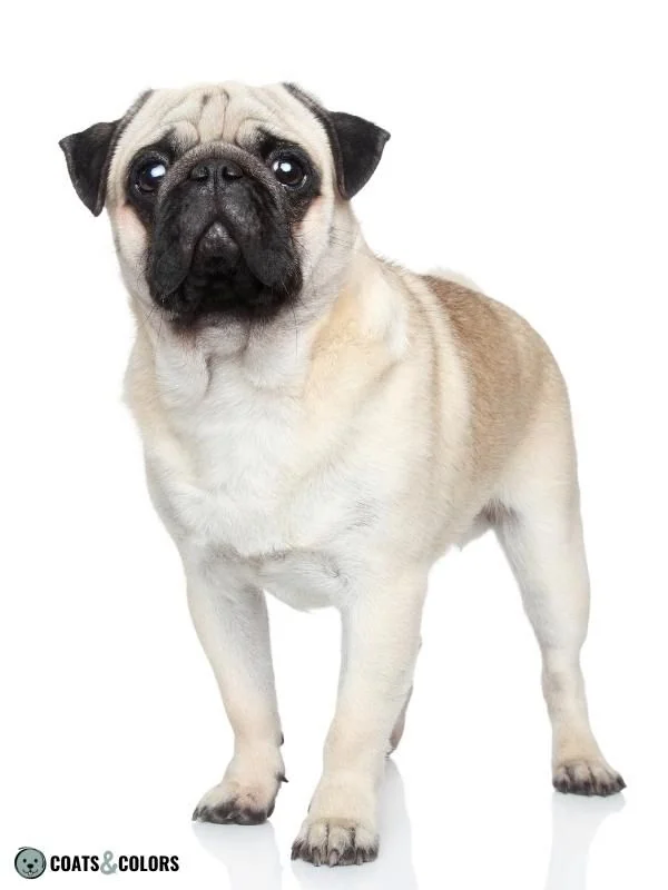 Melanistic Mask Black Mask Pug