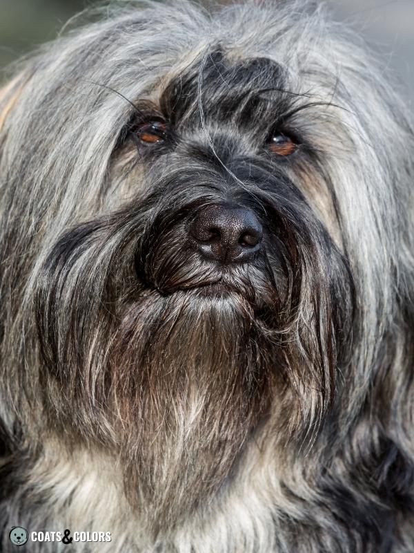 Melanistic Mask Black Mask and Progressive Greying