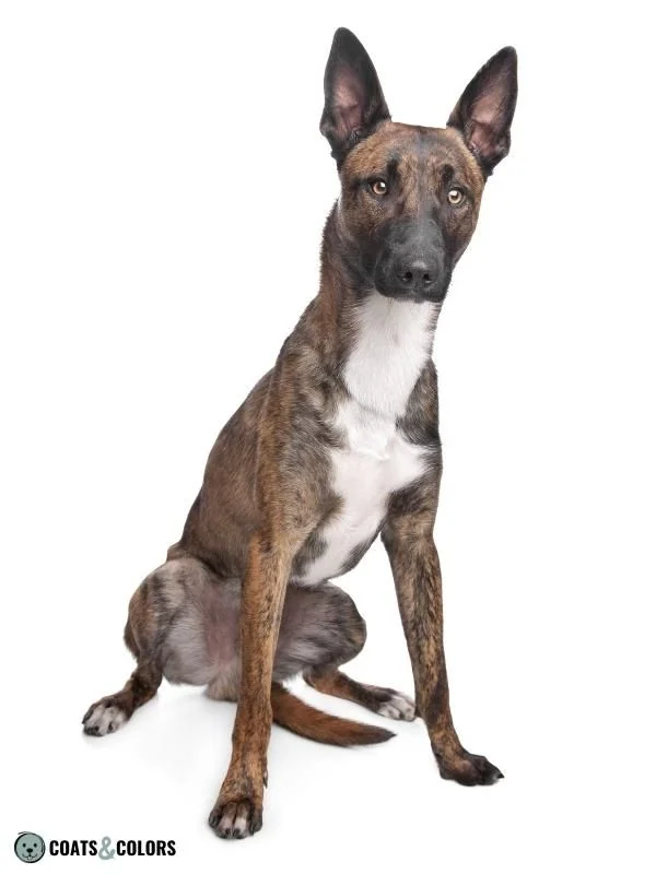 Melanistic Mask Black Mask on Brindle