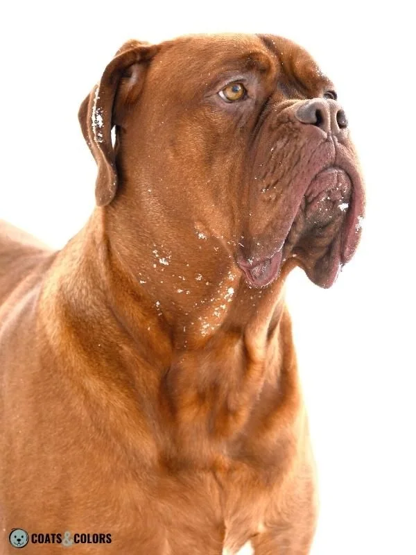 Melanistic Mask Brown Mask Dogue de