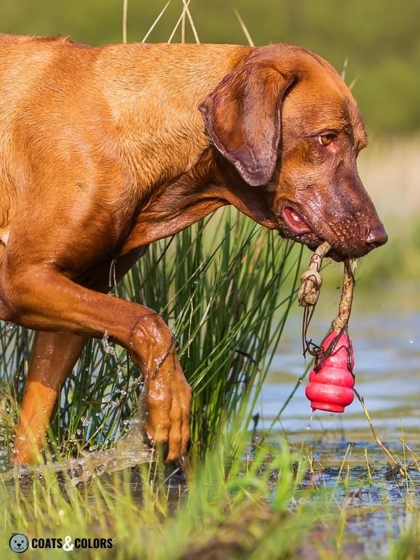 Melanistic Mask Brown Mask Rhodesian Ridgeback