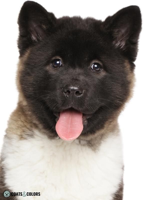 Melanistic Mask Extended Mask American Akita