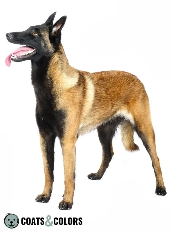 Melanistic Mask Extended Mask Belgian Malinois