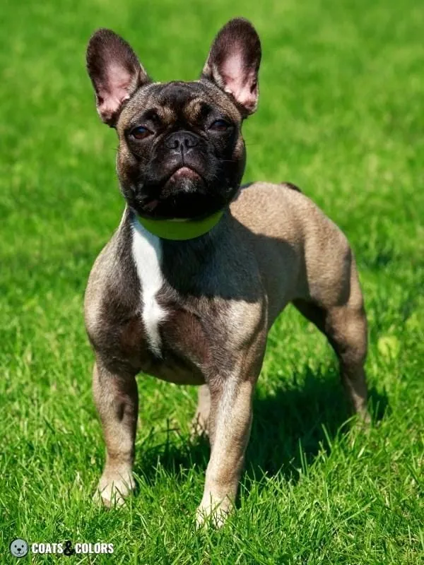 Melanistic Mask Extended Mask French Bulldog