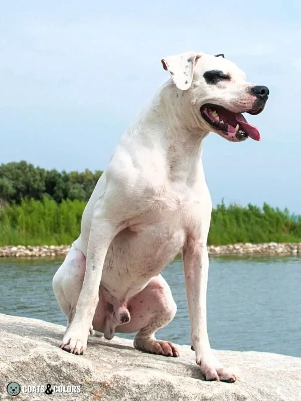 Melanistic Mask Extreme Piebald Dogo Argentino Eye Patch