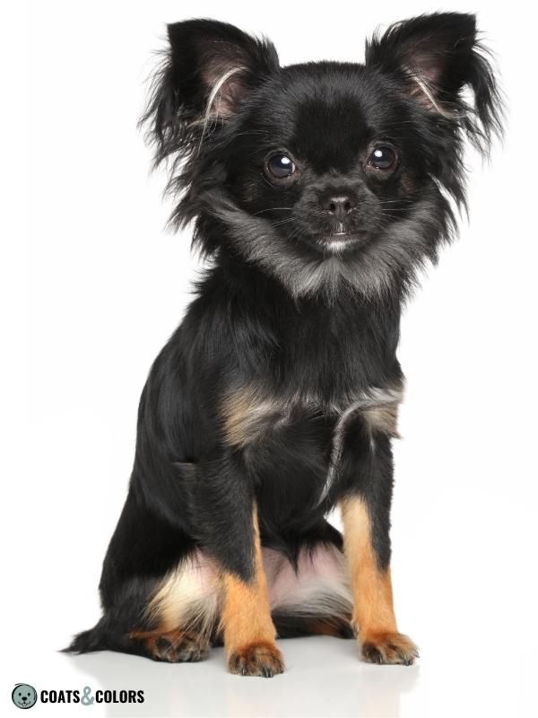 Melanistic Mask Mask on Black and Tan Chihuahua