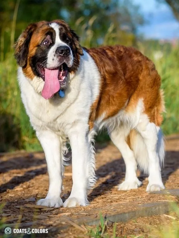 Melanistic Mask Masked Piebald Saint Bernard