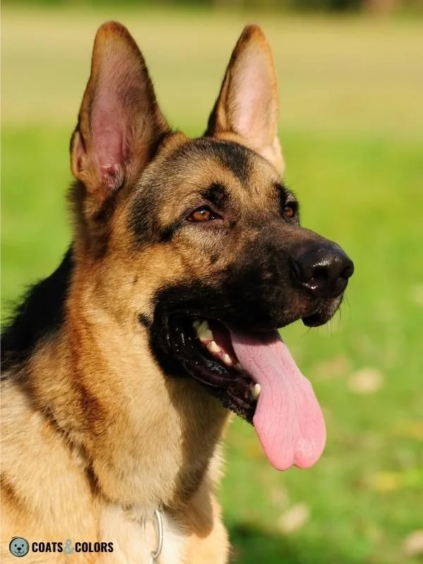 Melanistic Mask Not visible on patterned dog