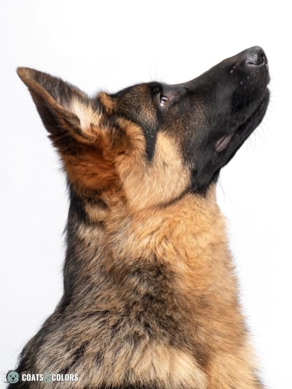 Melanistic Mask Size Variability German Shepherd Dog