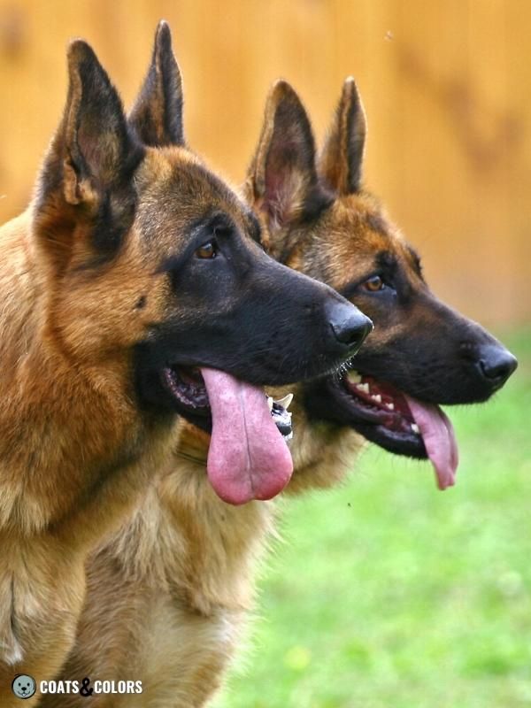 Melanistic Mask Size Variability German Shepherd Dogs