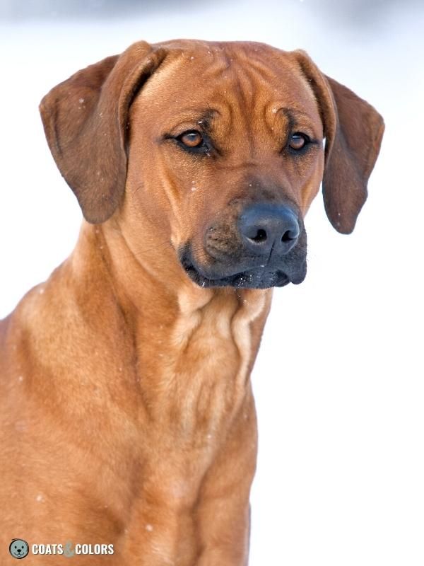 Melanistic Mask Size Variability Rhodesian Ridgeback