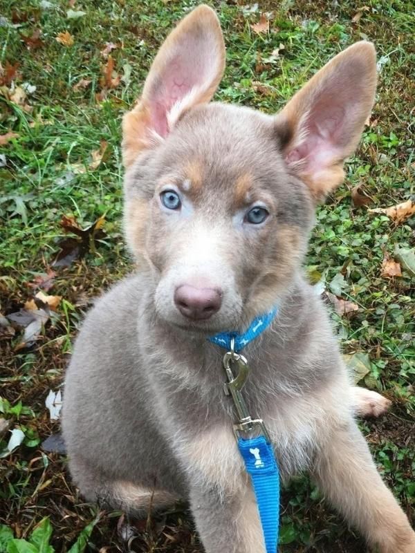 Melanistic Mask Lilac Isabella Mask on GSD Puppy