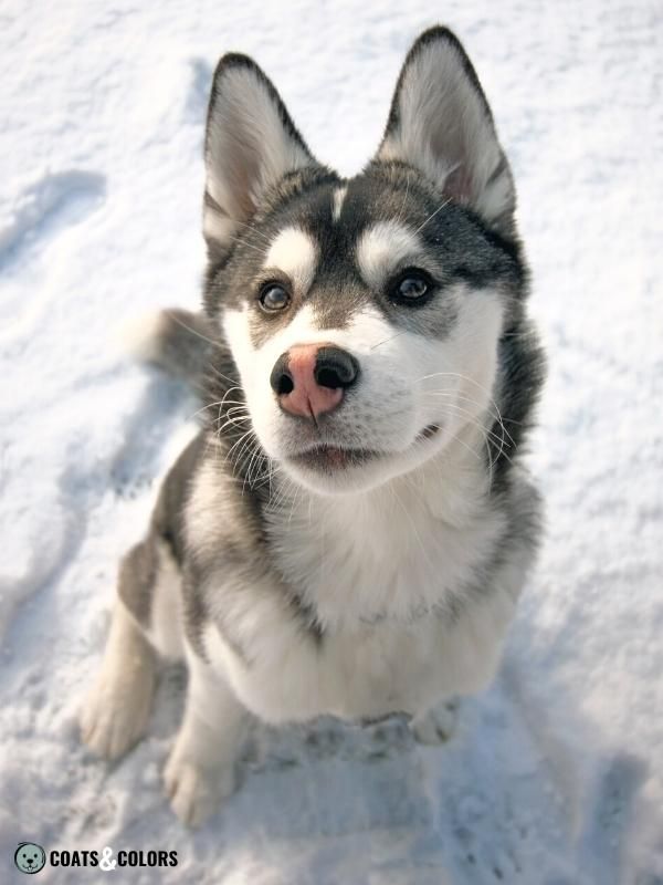 Northern Domino Coat Color pink nose stripe