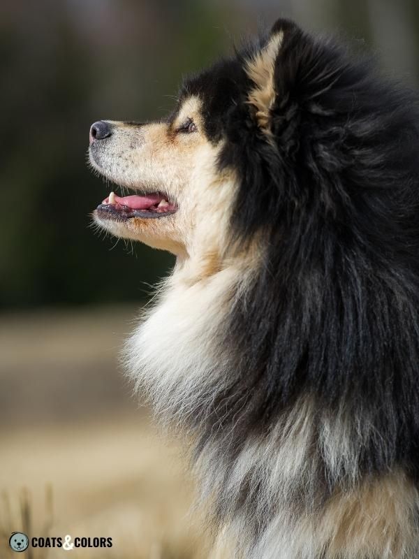 Northern Domino Coat Color tanpoint domino finnish lapphund