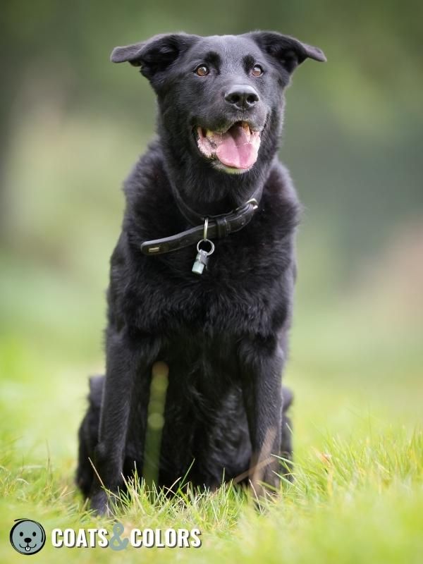 Pigment Types in Dogs Back Eumelanin