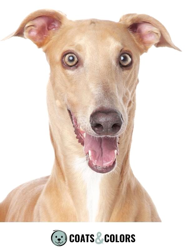 Pigment Types in Dogs Blue Nose Color in Fawn Sighthound