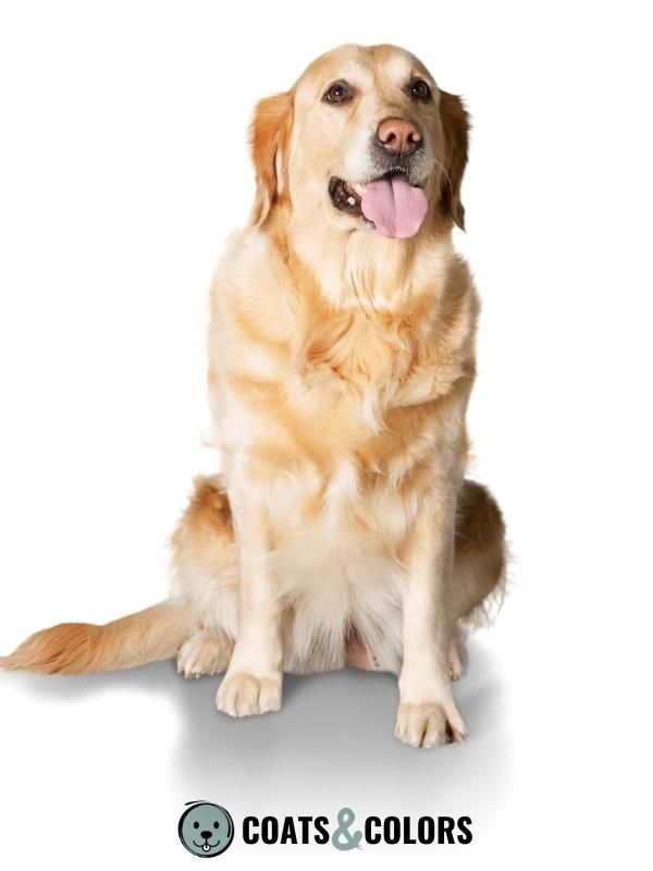 Pigment Types in Dogs Golden Coat
