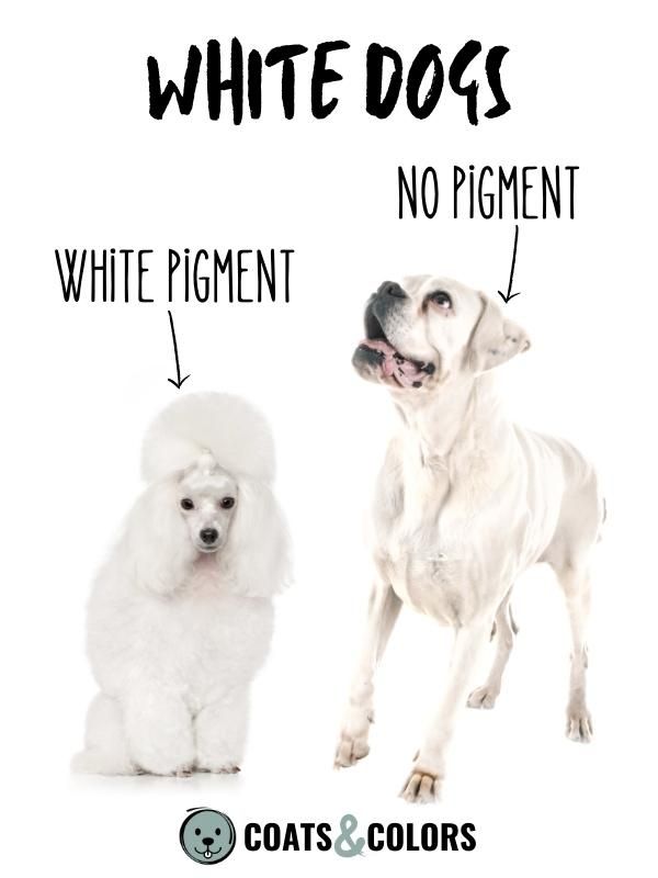 Pigment Types in Dogs White Dogs