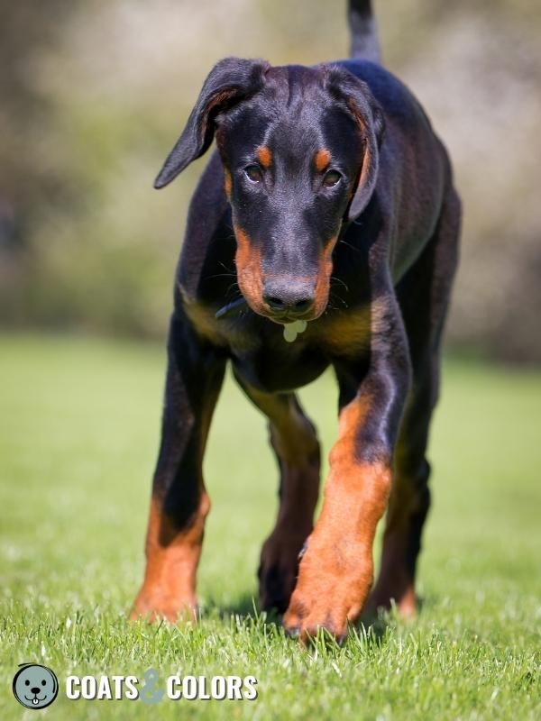 Pigment Types in Dogs black and tan pattern