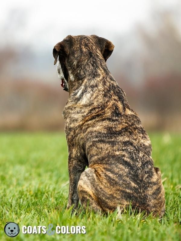 Pigment Types in Dogs black and yellow brindle pattern