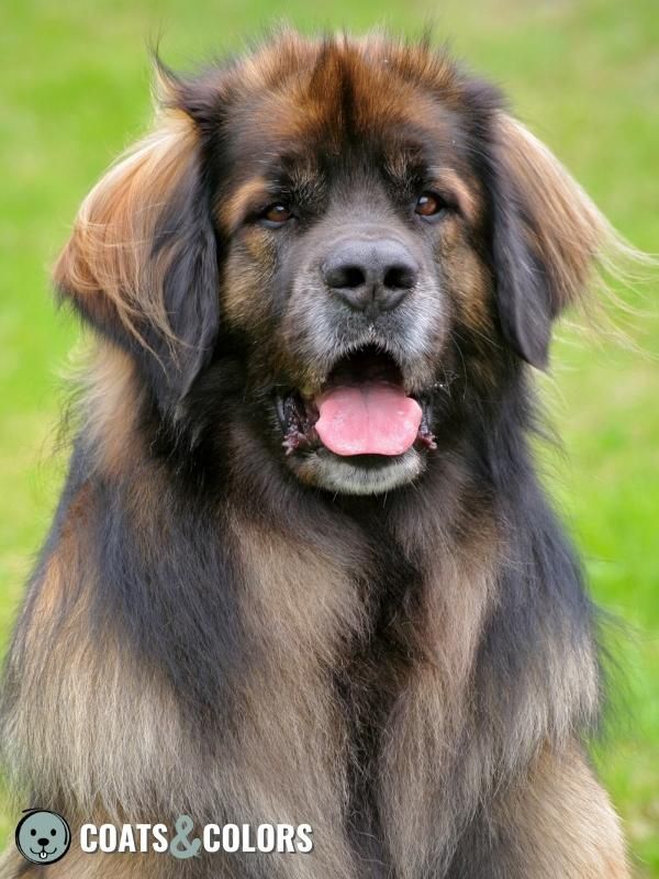 Pigment Types in Dogs black and yellow sable pattern