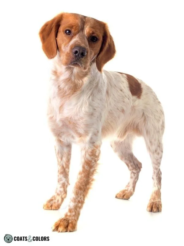 Recessive Red Brittany ticking