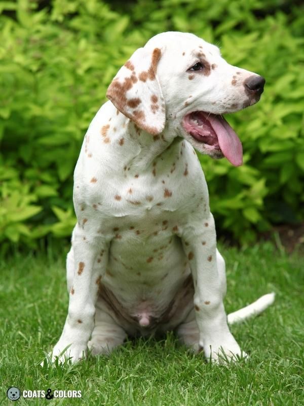 Recessive Red lemon dalmatian