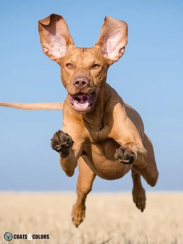 Recessive Red orange phaeomelanin Vizsla