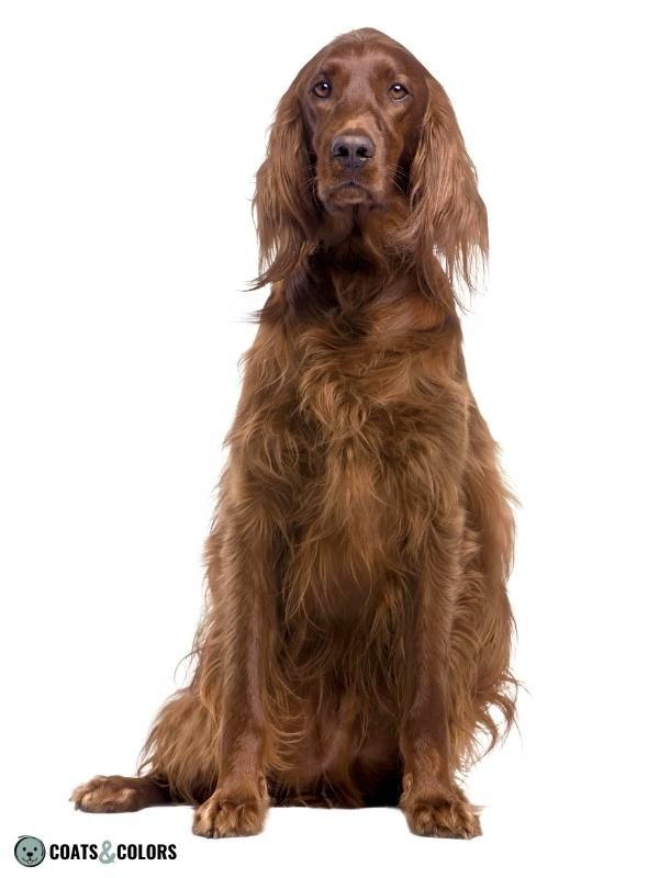 Recessive Red red phaeomelanin Irish Setter