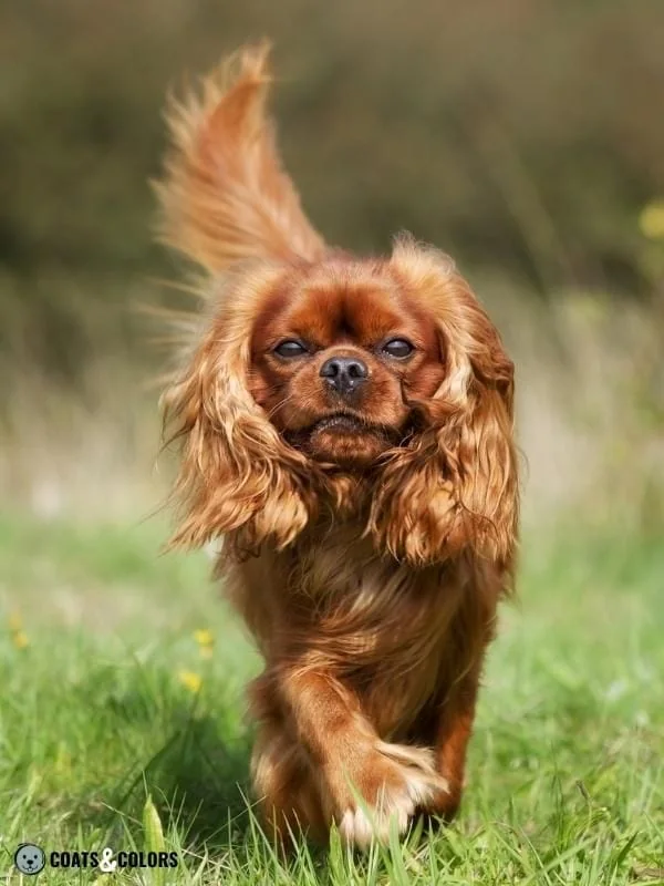 Recessive Red red phaeomelanin Ruby Spaniel