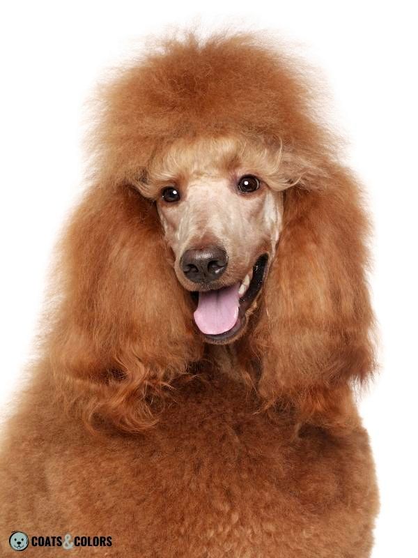 Recessive Red red poodle