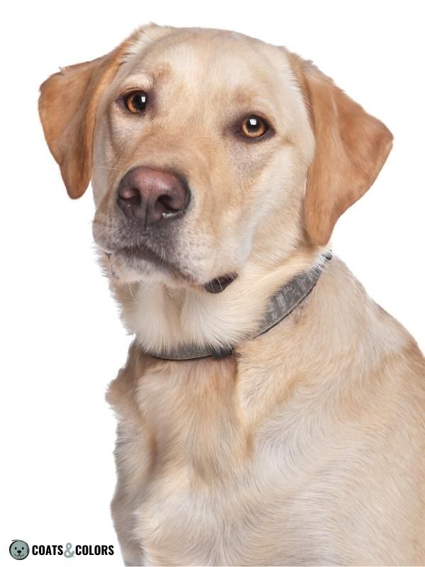 Recessive Red snow nose Labrador