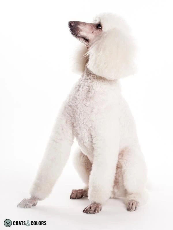 Recessive Red white phaeomelanin Poodle