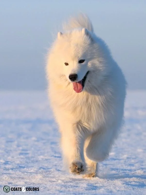 Recessive Red white phaeomelanin Samoyed