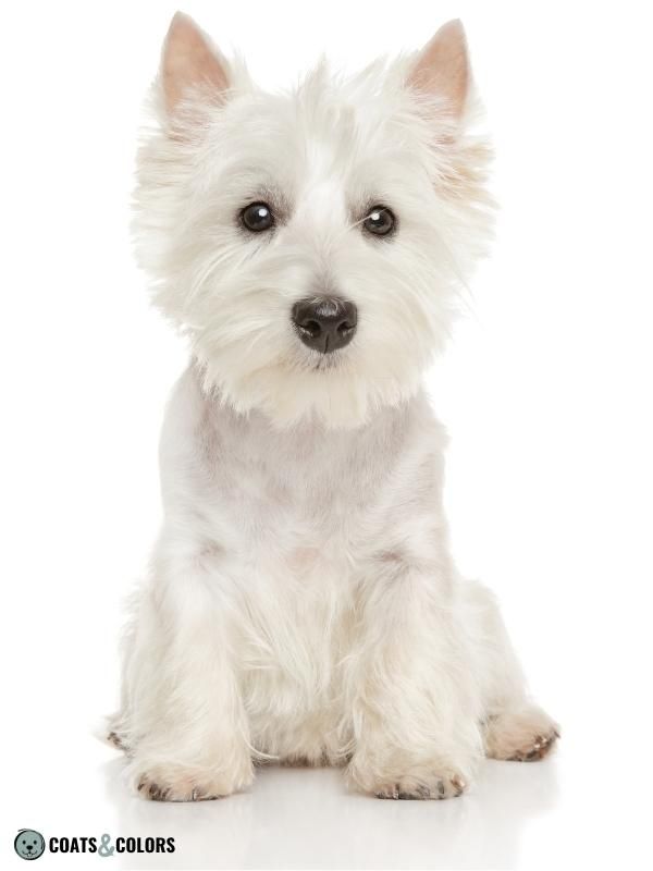 Recessive Red white phaeomelanin Westie