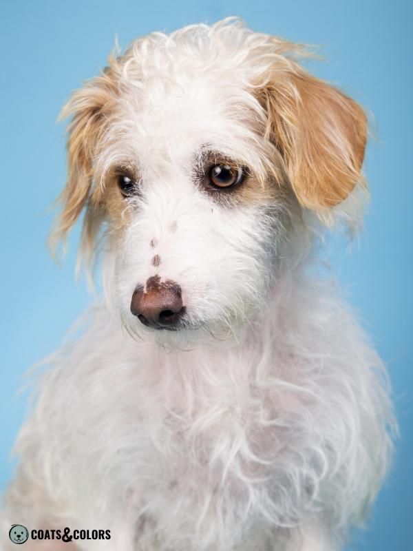 Recessive Red white red terrier