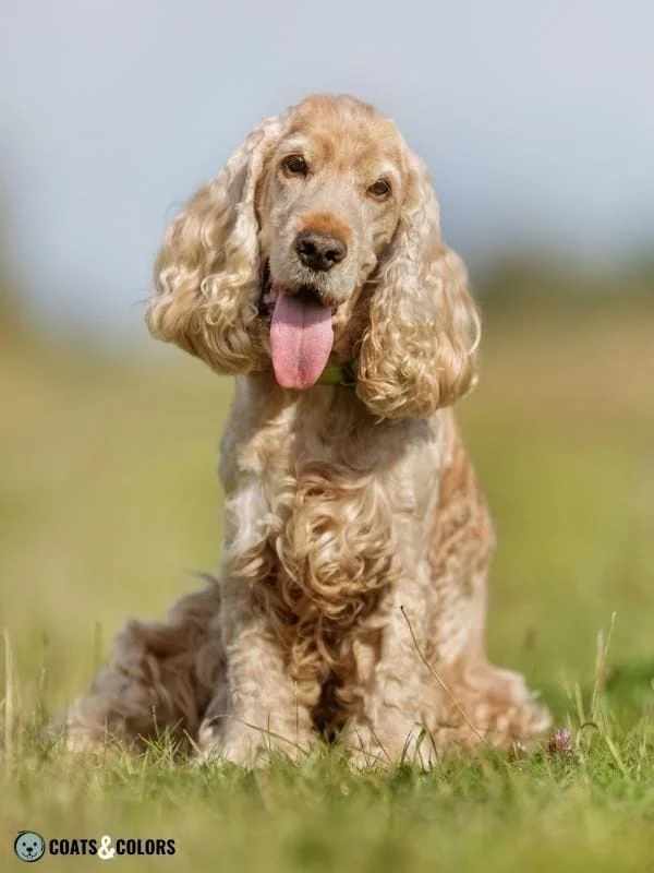Recessive Red yellow phaeomelanin English Cocker Spaniel
