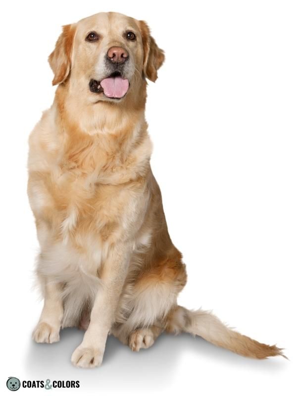 Recessive Red yellow phaeomelanin Golden Retriever