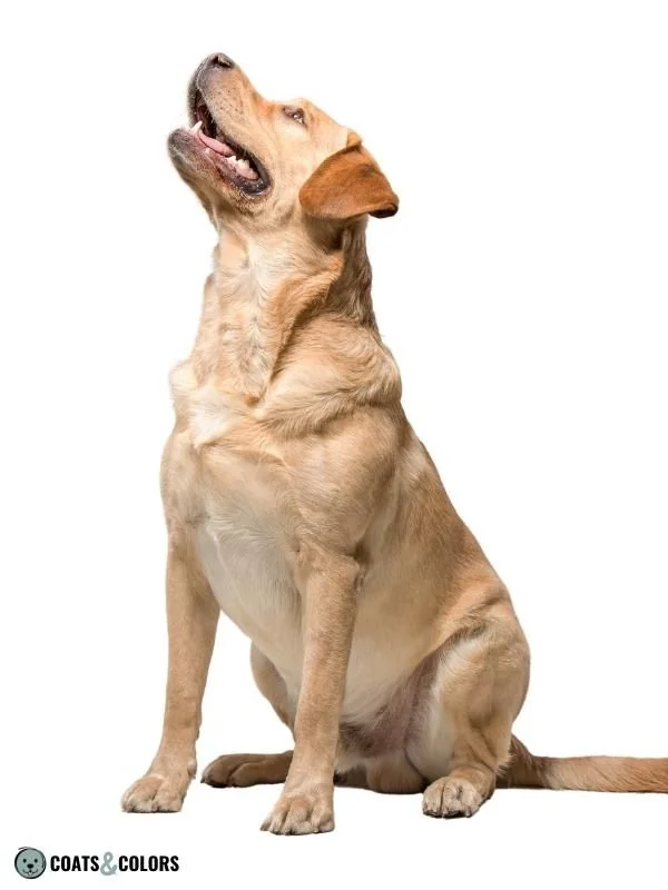 Recessive Red yellow phaeomelanin Labrador