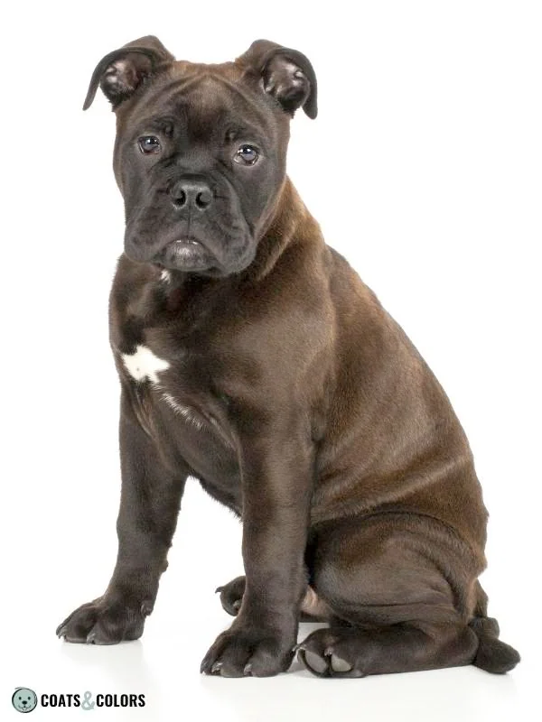 Seal Dog Coat Color Bulldog puppy