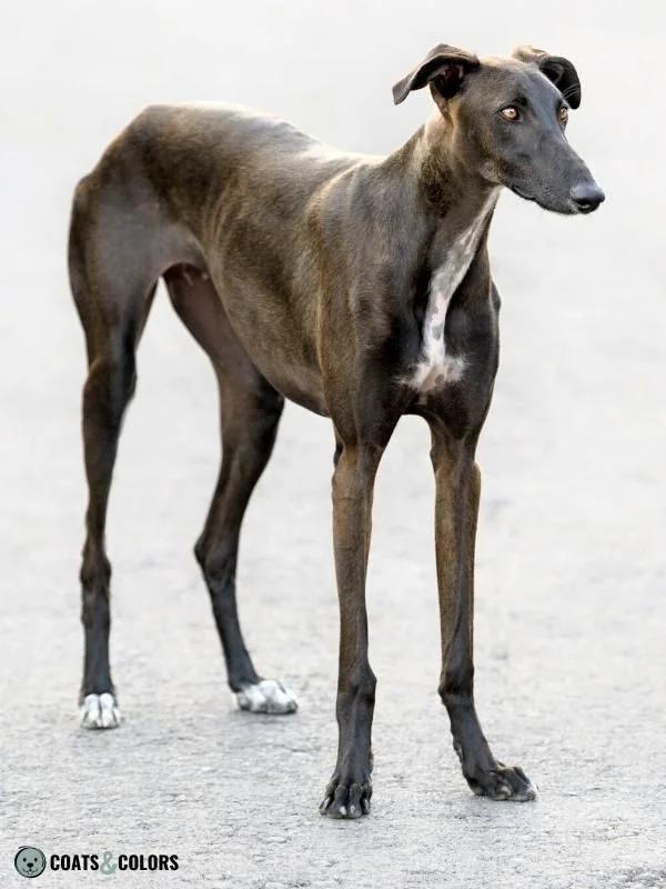 Seal Dog Coat Color Galgo Espanol