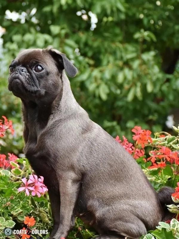 Seal Dog Coat Color Platinum Pug