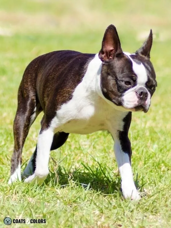 Seal Dog Coat Color brindle seal Boston Terrier