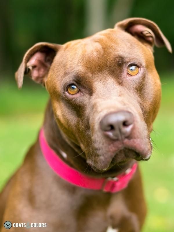 Seal Color Pitbull